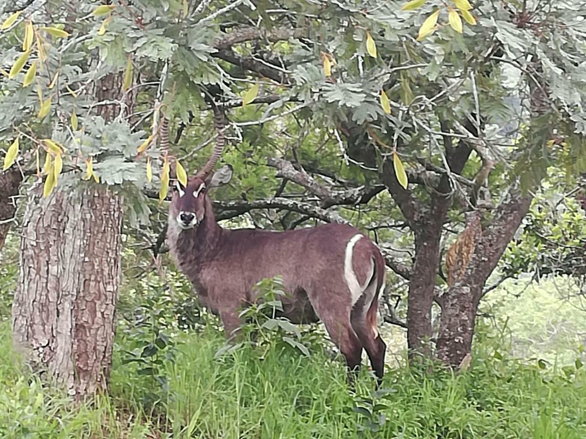 @Nature Luxury Cottages Mbombela Esterno foto